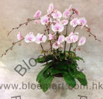 Orchid Phalaenopsis Gift Set - CODE 1139